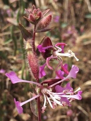 Clarkia_unguiculata.jpg
