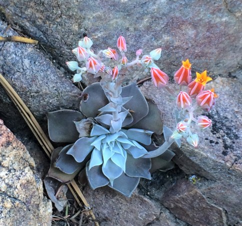 Dudleya_cymosa_pumila