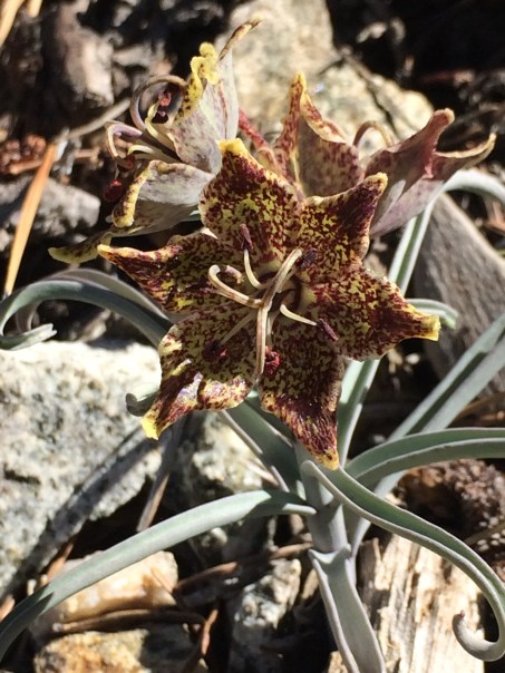 Fritillaria_pinetorum