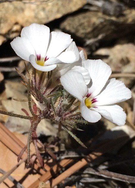 Linanthus_concinnus_3