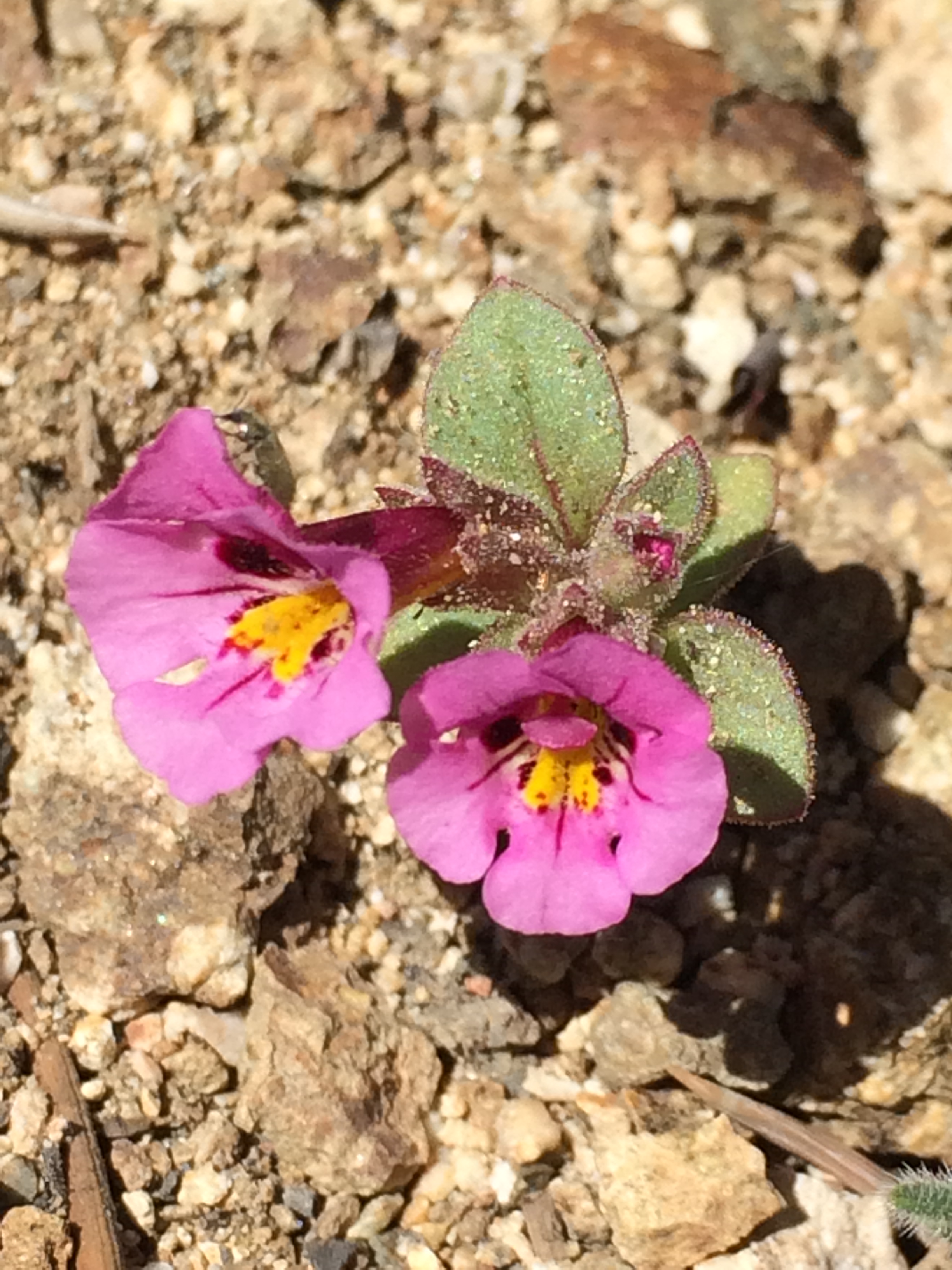 Mimulus_johnstonii
