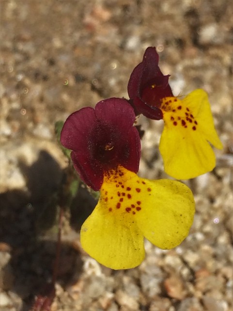 Mimulus_shrevokii