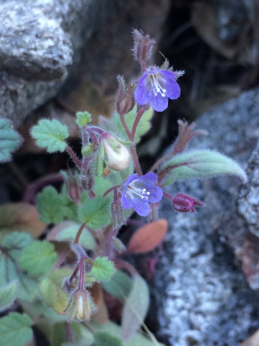 Phacelia_austromontana