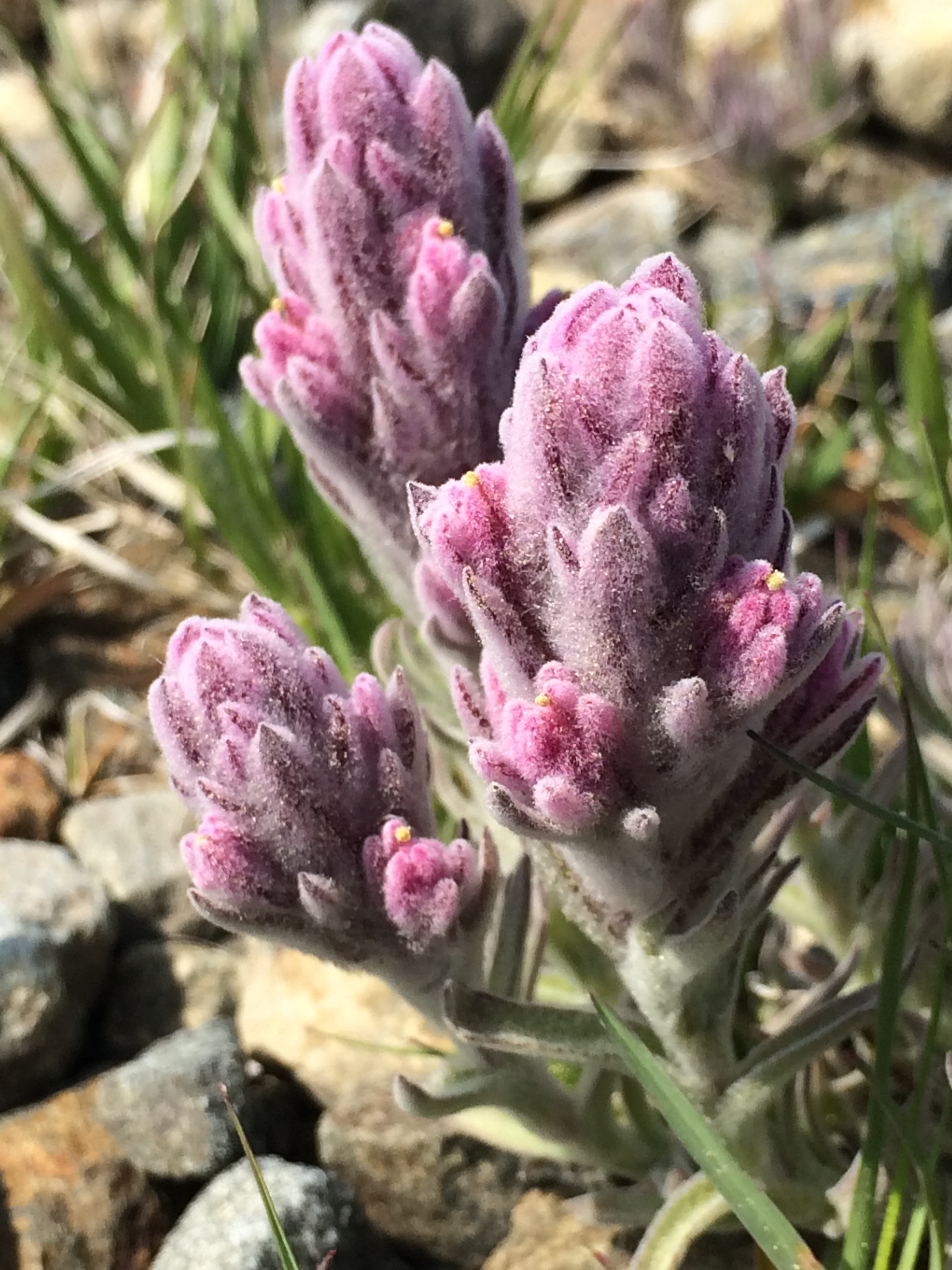 1Castilleja_schizotricha_2