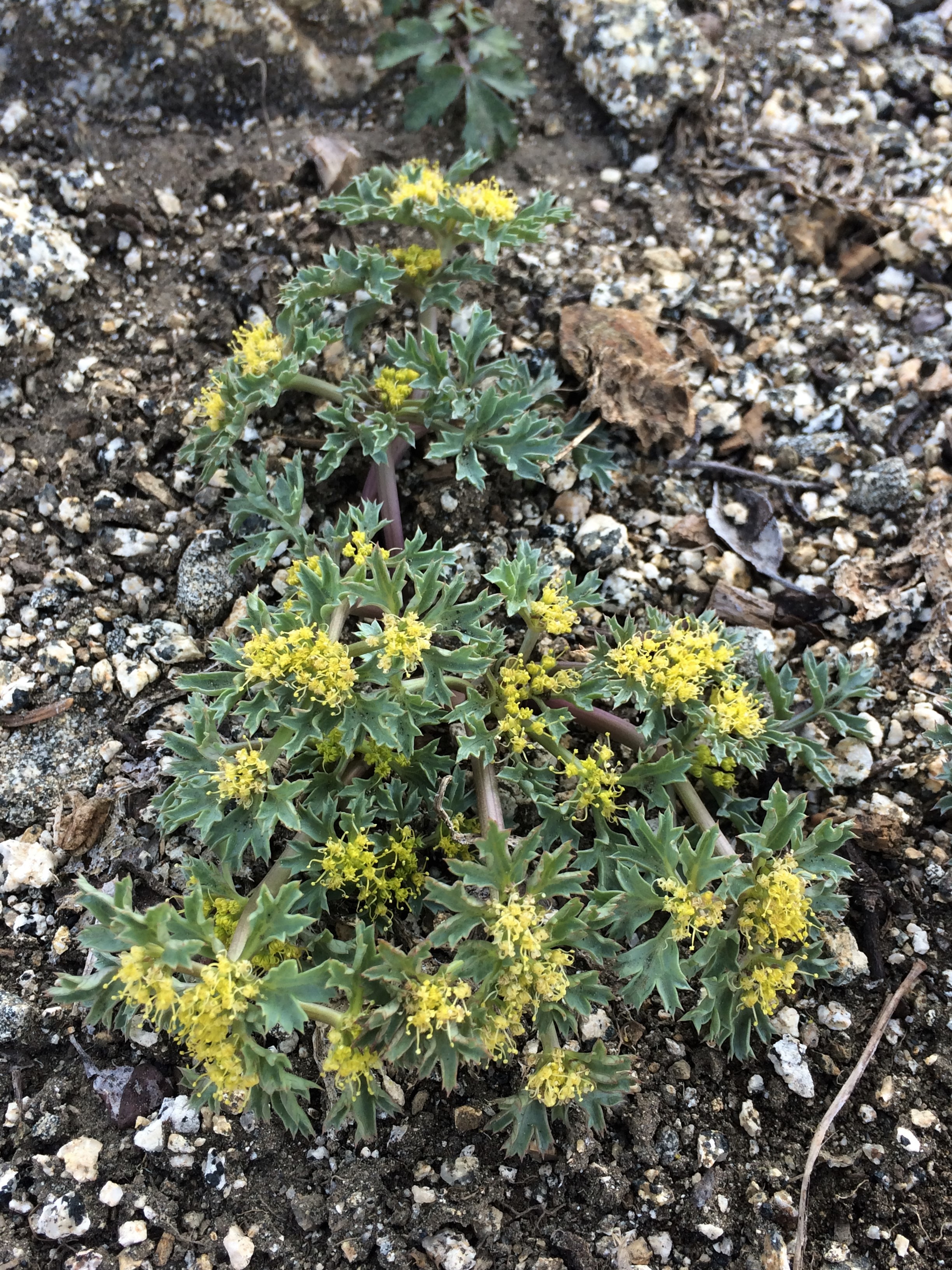 1Tauschia_howellii_2