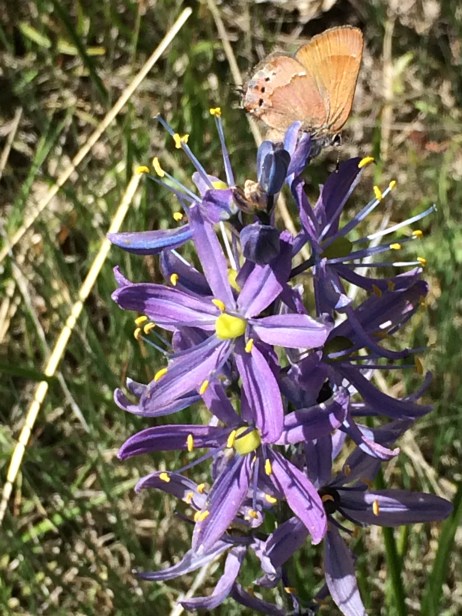 3Camassia_leihtlini_and_Callophrys_gryneus