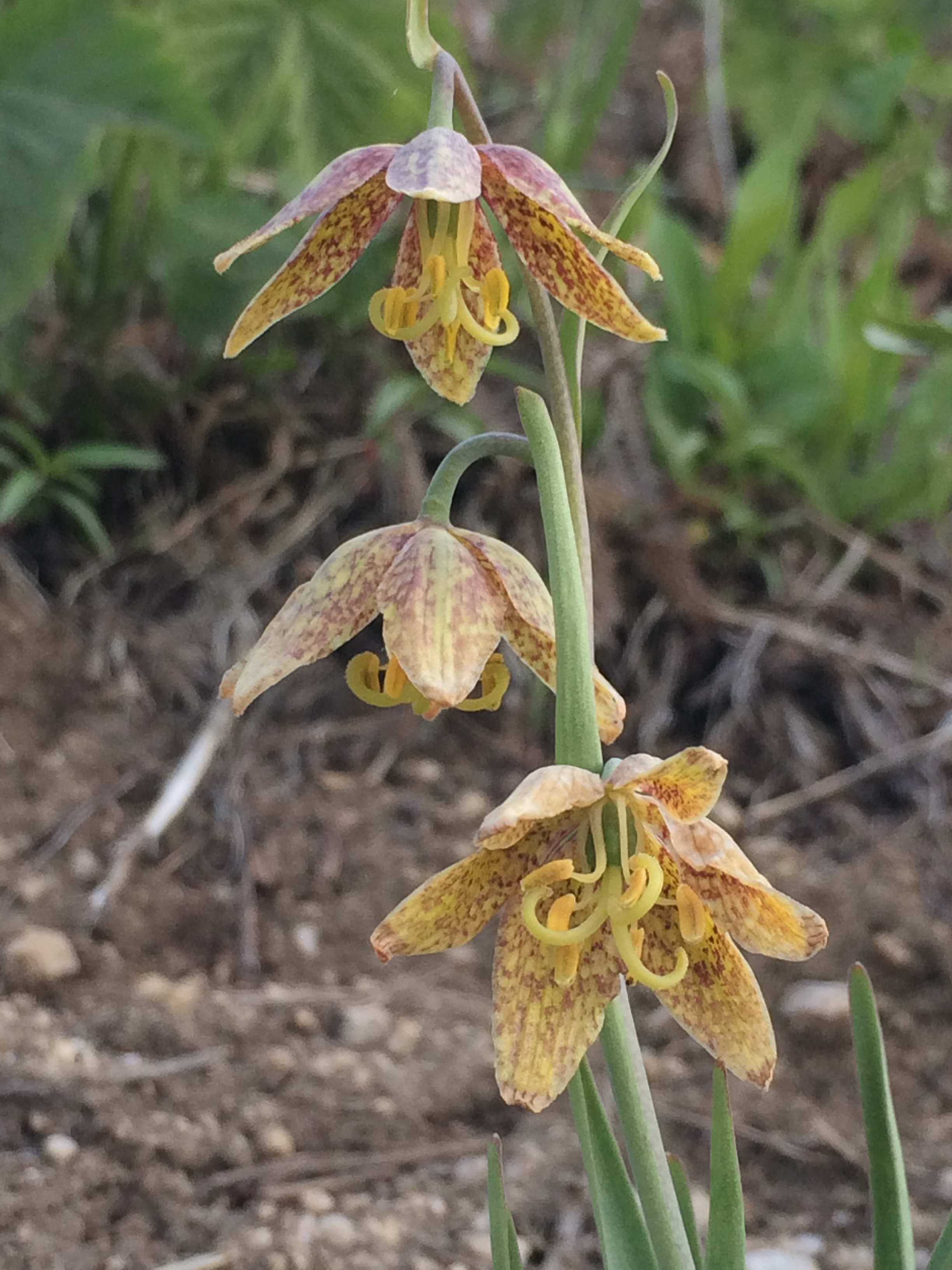 3Fritillaria_atropurpurea