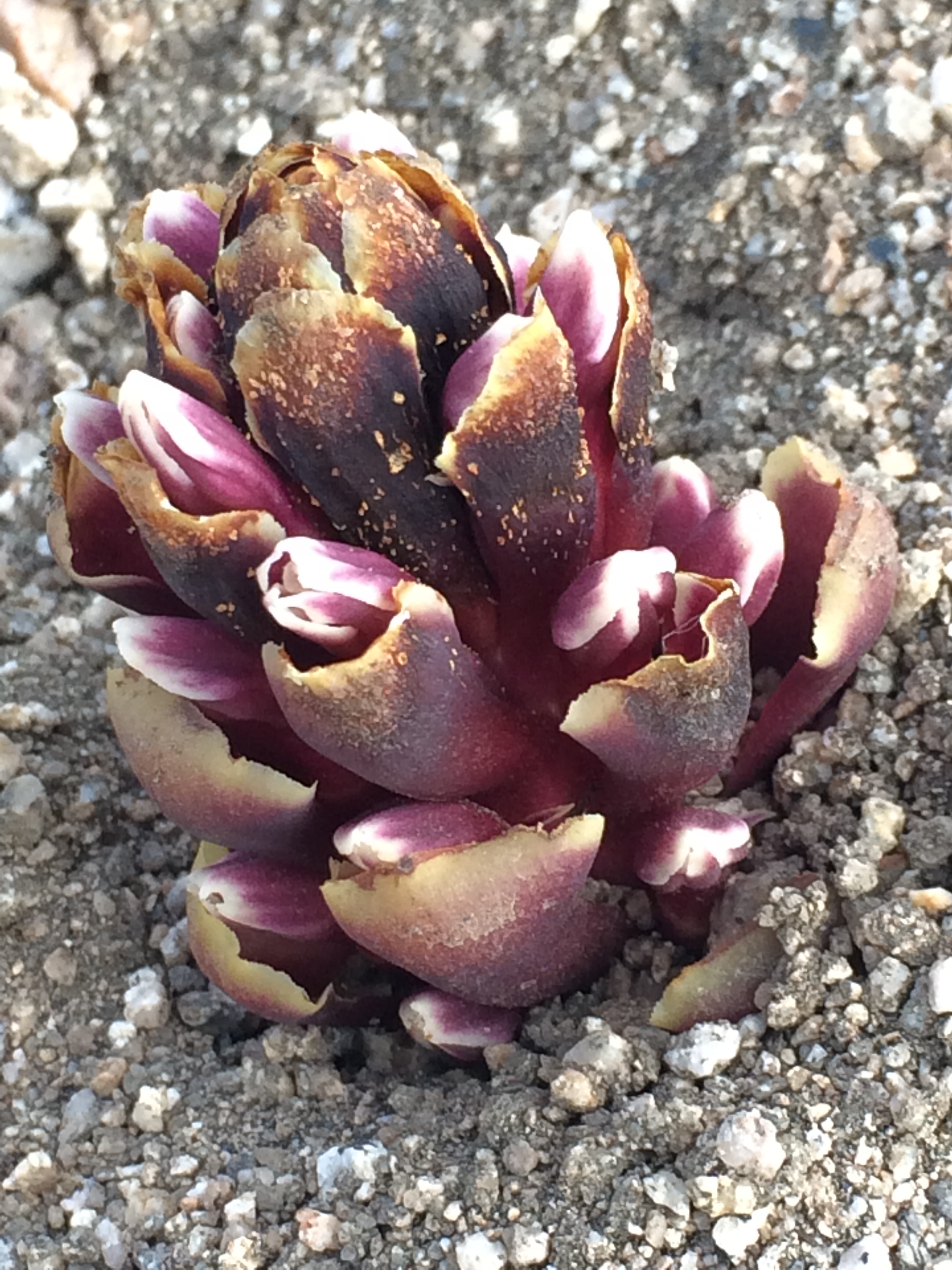 3Kopsiopsis_strobilacea