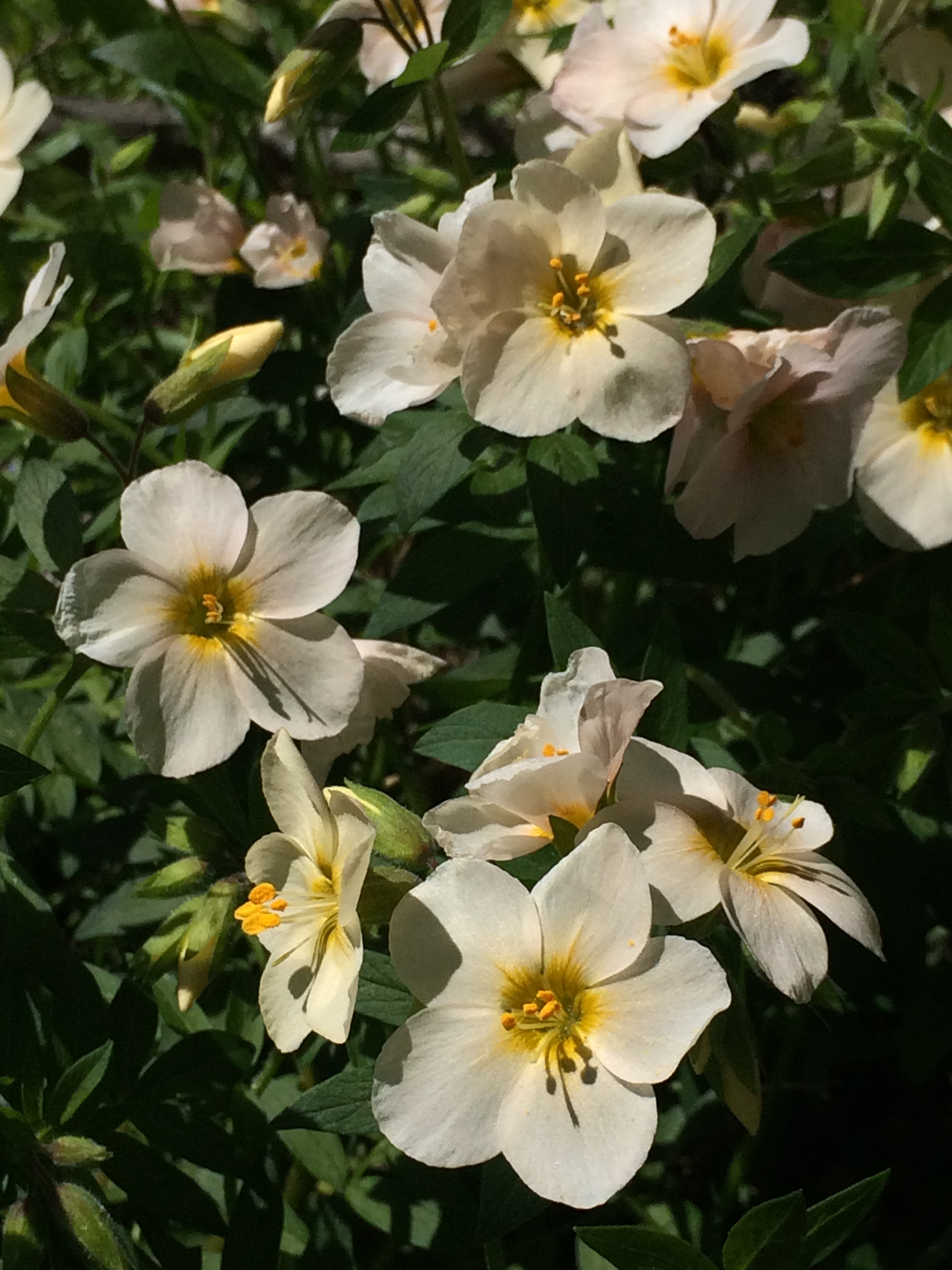 3Polemonium_carneum_1