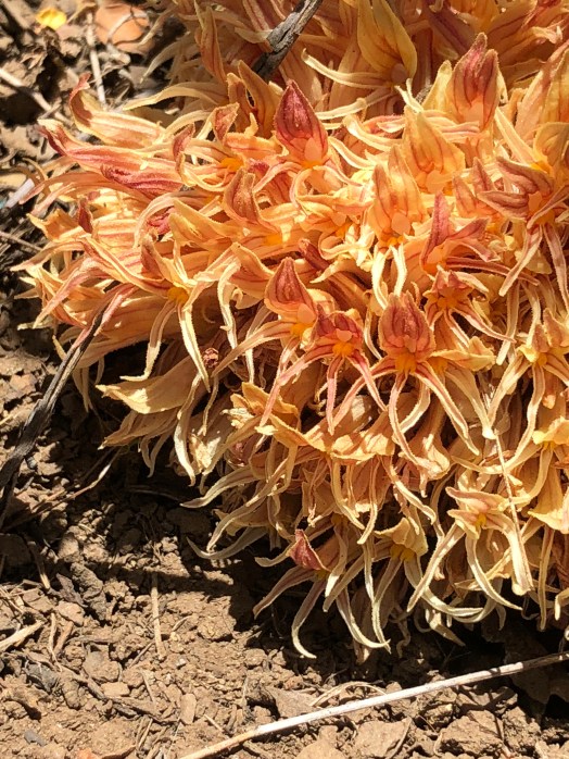 Aphyllon_californicum(orobanche)_2