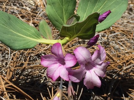 Cycladenia_humulis_1