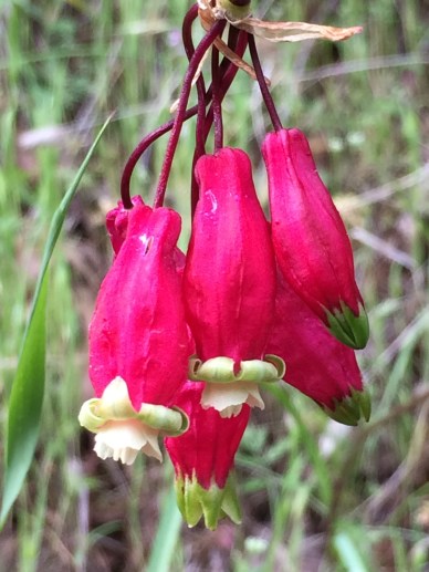 Dichelostemma_ida-maia