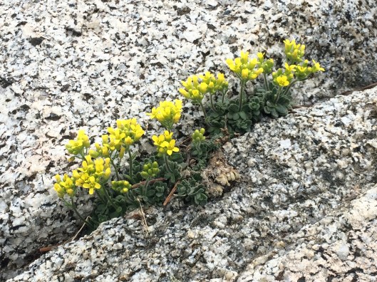 Draba_howellii_1