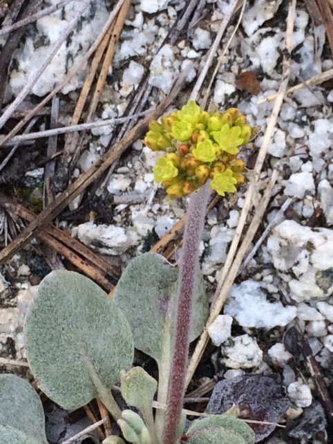 Eriogonum_diclinum