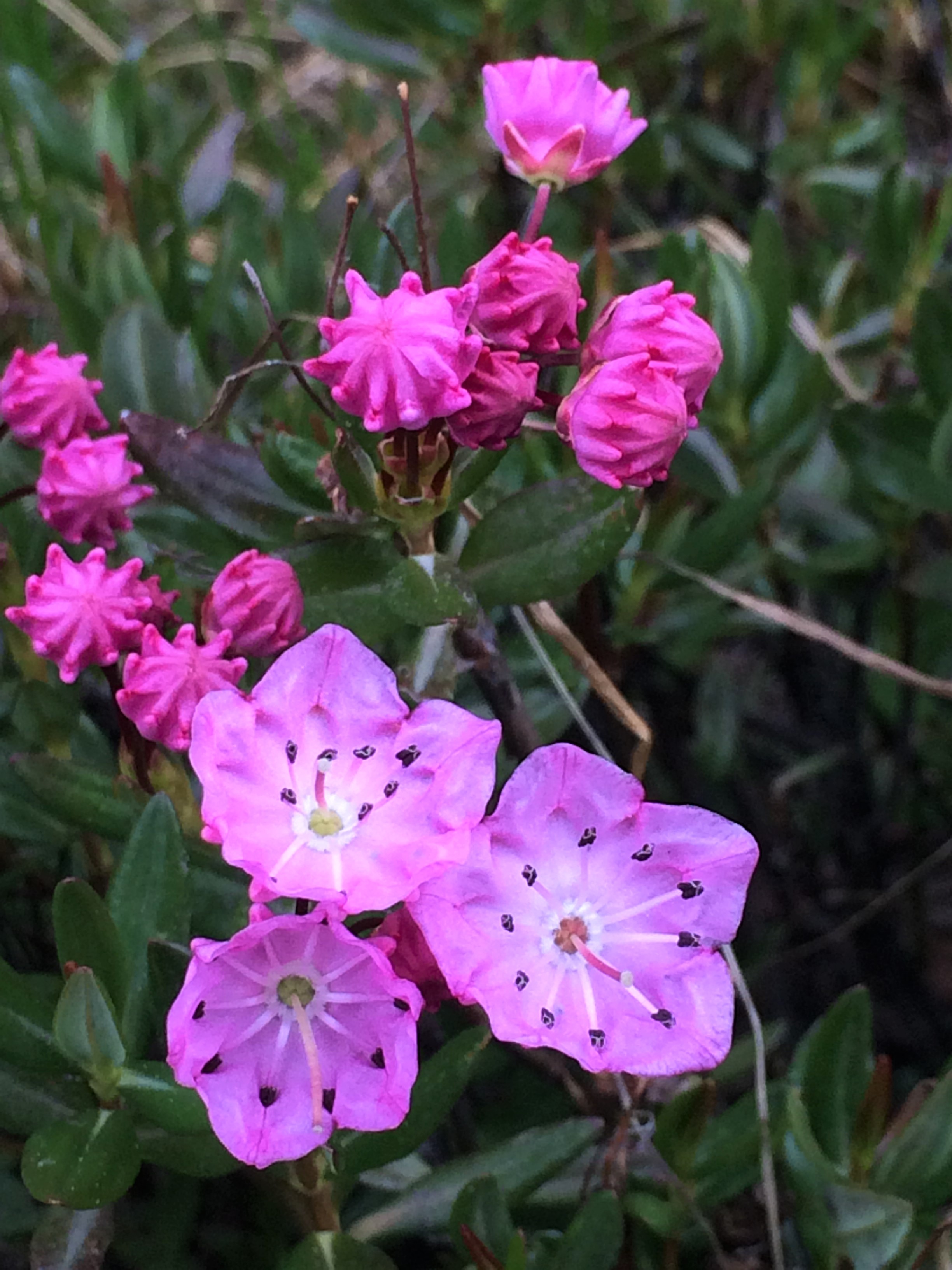 Kalmia_polifolia_1
