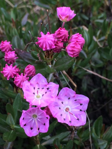 Kalmia_polifolia_1