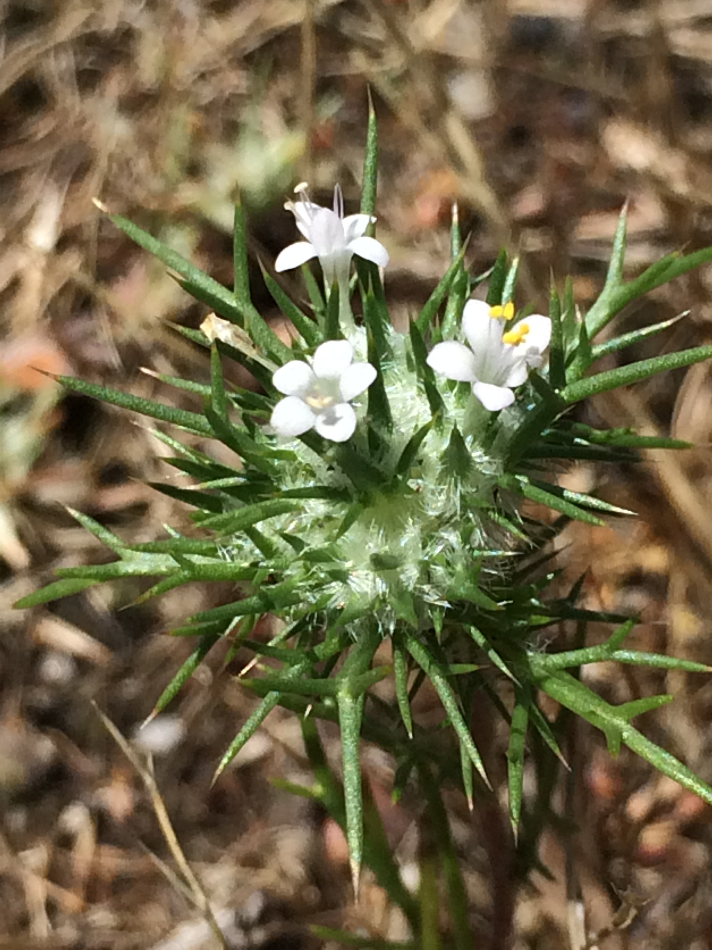 Navarretia_intertexta