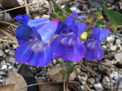 Penstemon_azureus