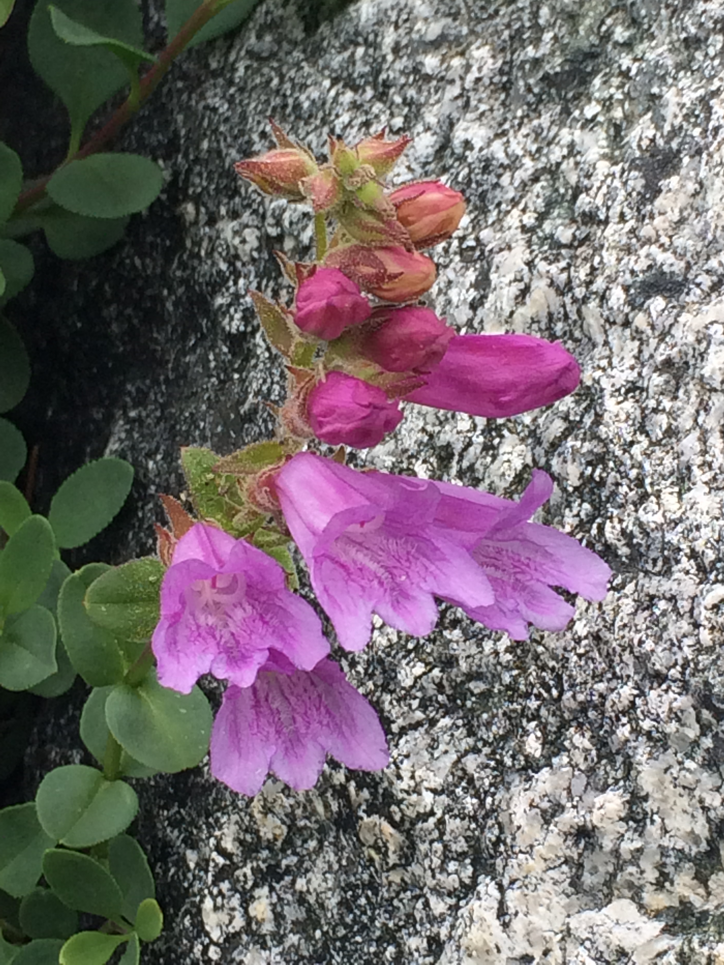 Penstemon_newberryi