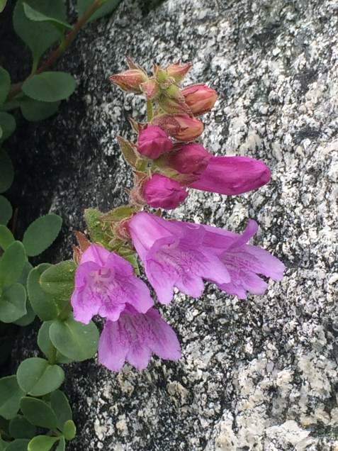 Penstemon_newberryi