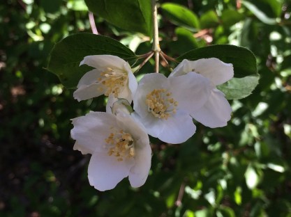 Philadelphus_lewisii
