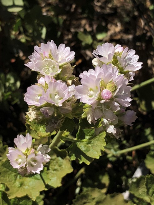 Sidalcea