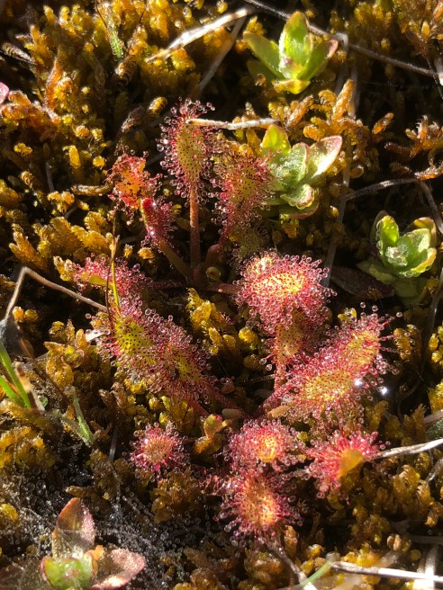 1_Drosera_rotundifolia