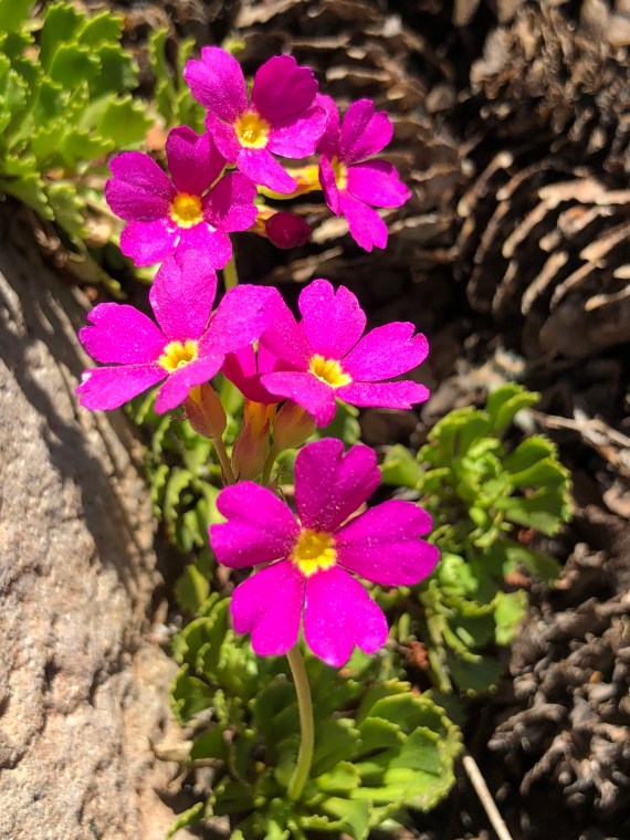 1_Primula suffrutescens