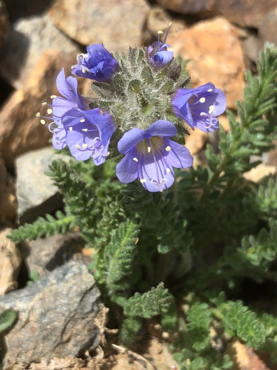 3_Polemonium_chartaceum