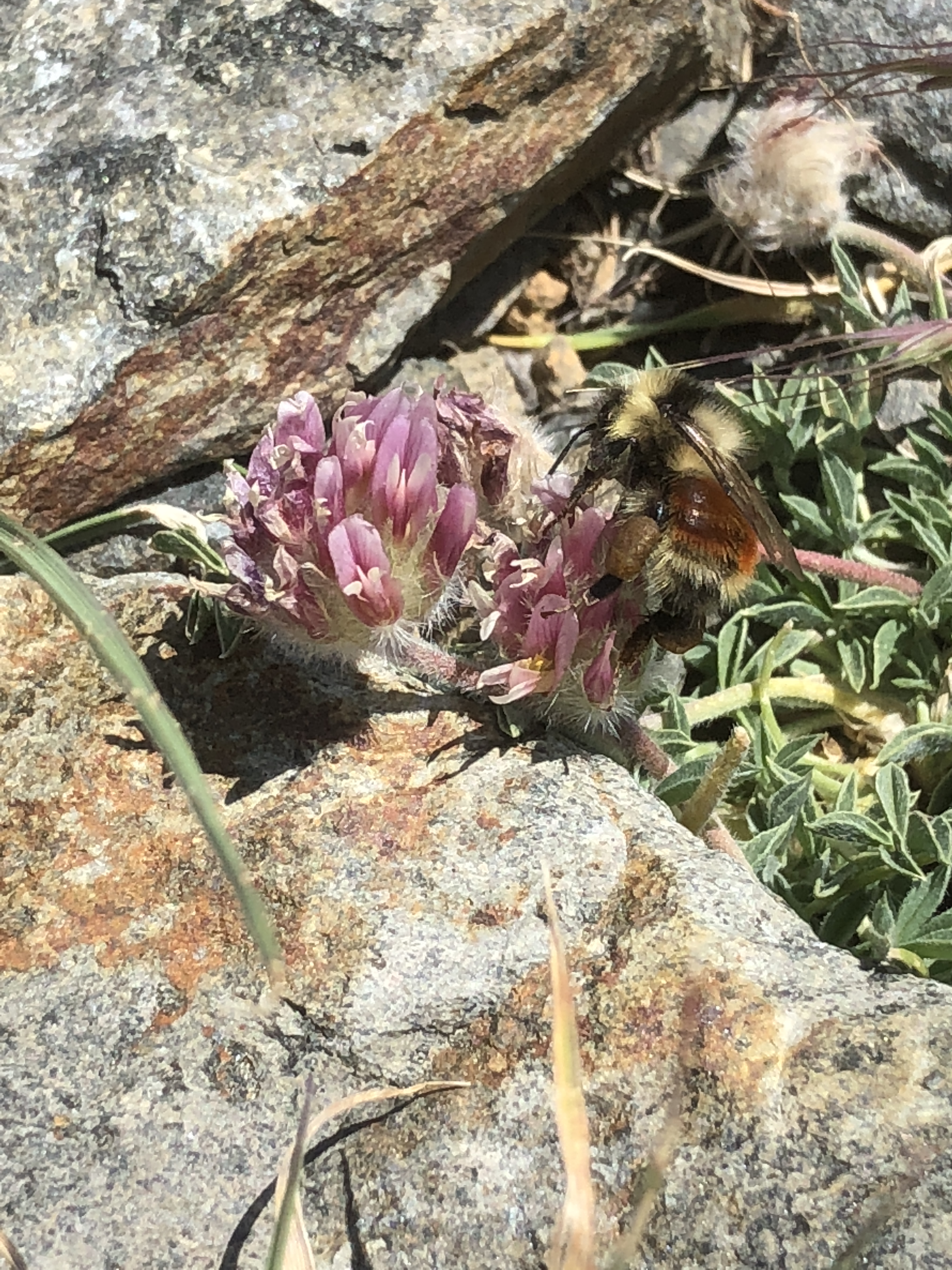 3_Trifolium_andersonii_bombus_sylvicola